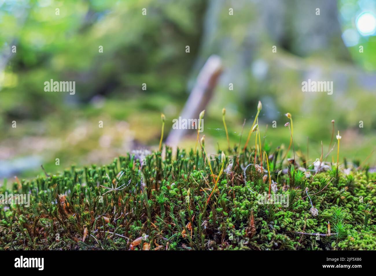 Die grüne Unterentwicklung aus nächster Nähe in Polen Stockfoto