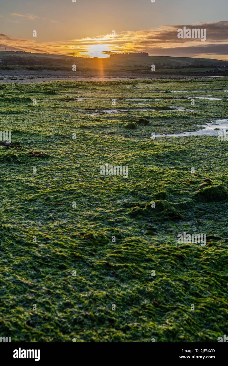 Harbor View, West Cork, Irland. 30.. Juni 2022. Die Sonne geht über dem Harbour View Beach auf, der mit Meeressalat bedeckt ist. Meeressalat gedeiht aufgrund einer Mischung aus warmen Meerestemperaturen, Licht und Nährstoffen (Nitrate), die einige behaupten, aufgrund der landwirtschaftlichen Abflut. Quelle: AG News/Alamy Live News Stockfoto