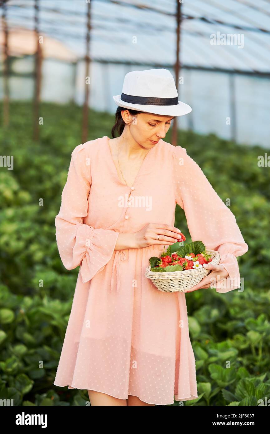 Mädchen pflückt Erdbeere im Gewächshaus. Korb mit frischen Bio-Beeren - gesunde Ernährung Erdbeere. Unterstützung lokaler Geschäfte. Auf dem Land, genießen Sie die kleinen Dinge, Natur Kern Lebensstil Stockfoto