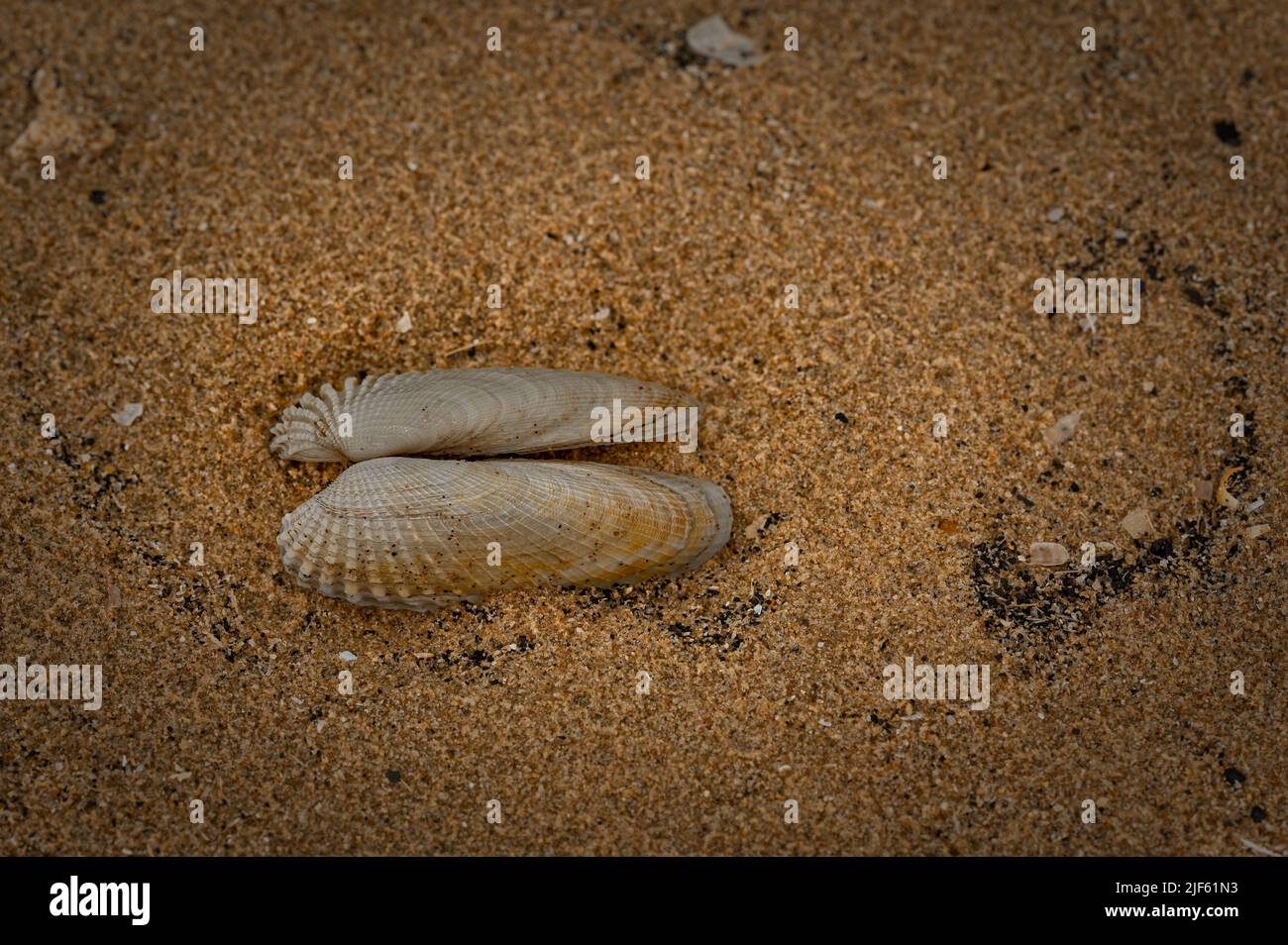 Die zwei Hälften eines Taumdocks Shellfish Bivalvia am Strand von Titchwell, Norfolk, Großbritannien gefunden Stockfoto