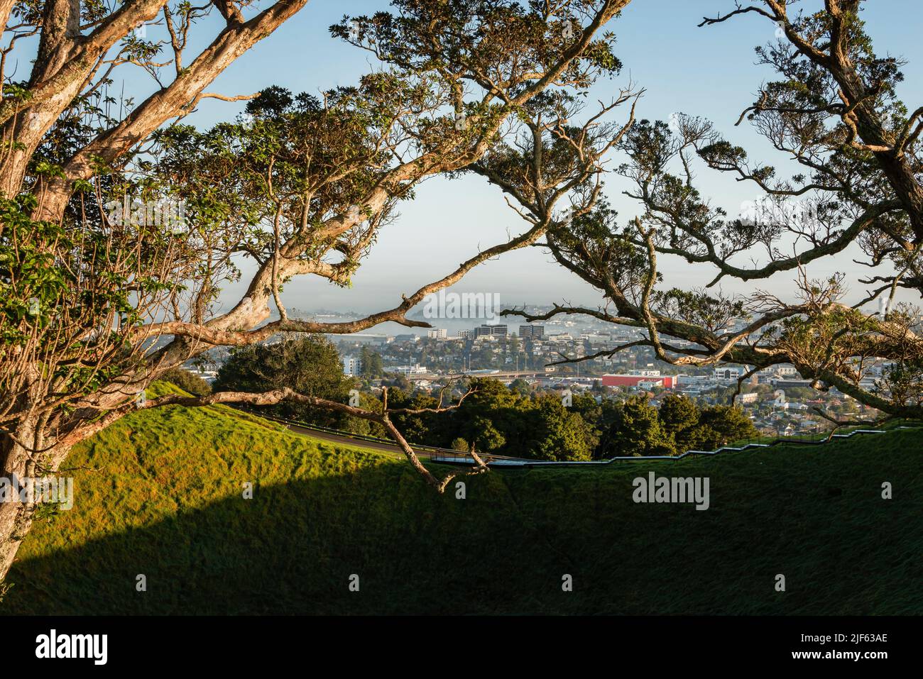 Blick auf die Stadt Auckland vom Gipfel des Mount Eden, eingerahmt von einem Pohutukawa-Baum auf dem Hügel. Stockfoto