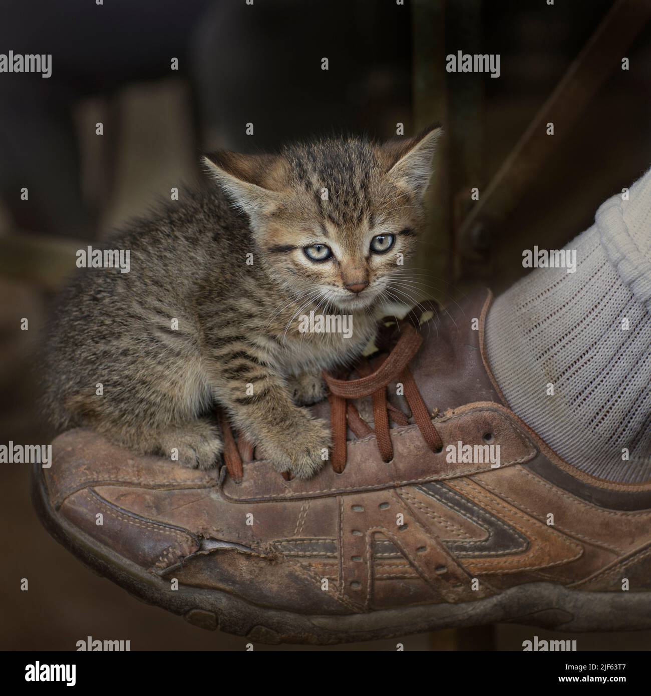 Ein kleines Kätzchen sitzt auf dem Schuh des Besitzers. Das Konzept der Liebe und Freundschaft zwischen Mensch und Tier Stockfoto
