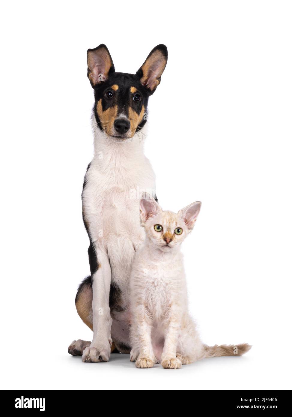 Smooth Collie Hundewelpe und LaPerm Katzenwelpe sitzen zusammen. Beide blicken zur Seite. Isoliert auf weißem Hintergrund. Stockfoto