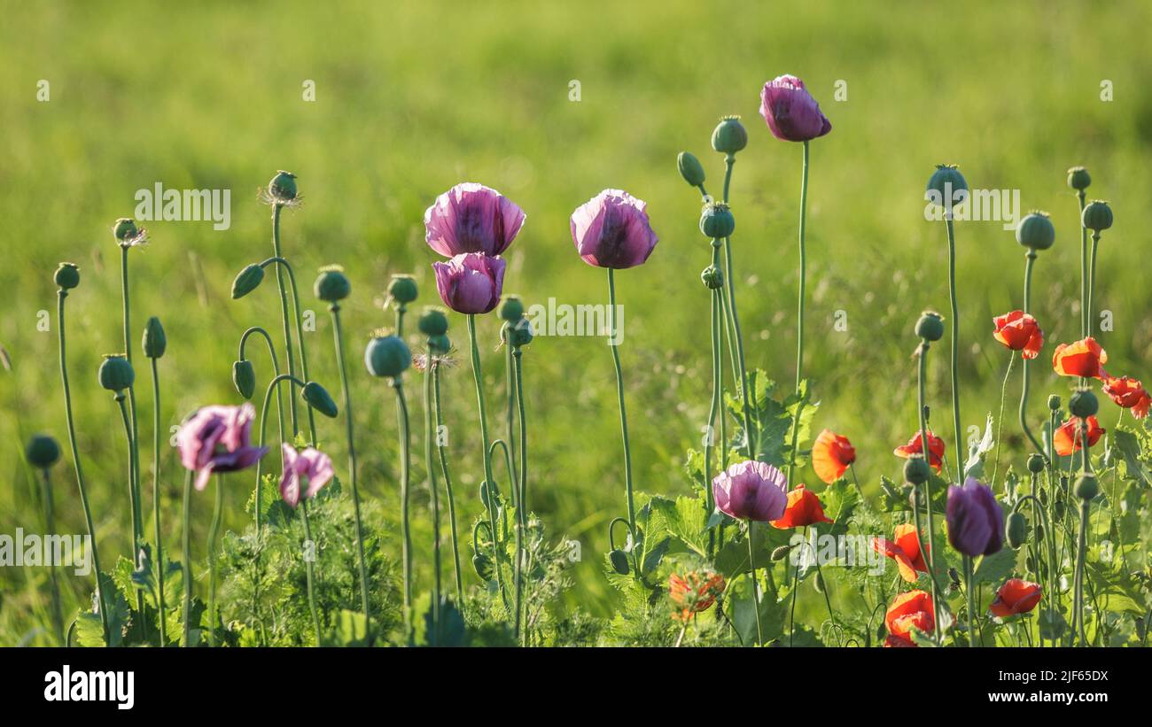 Blühende Mohnblumen im Hintergrund mit unscharfem Feld. Stockfoto