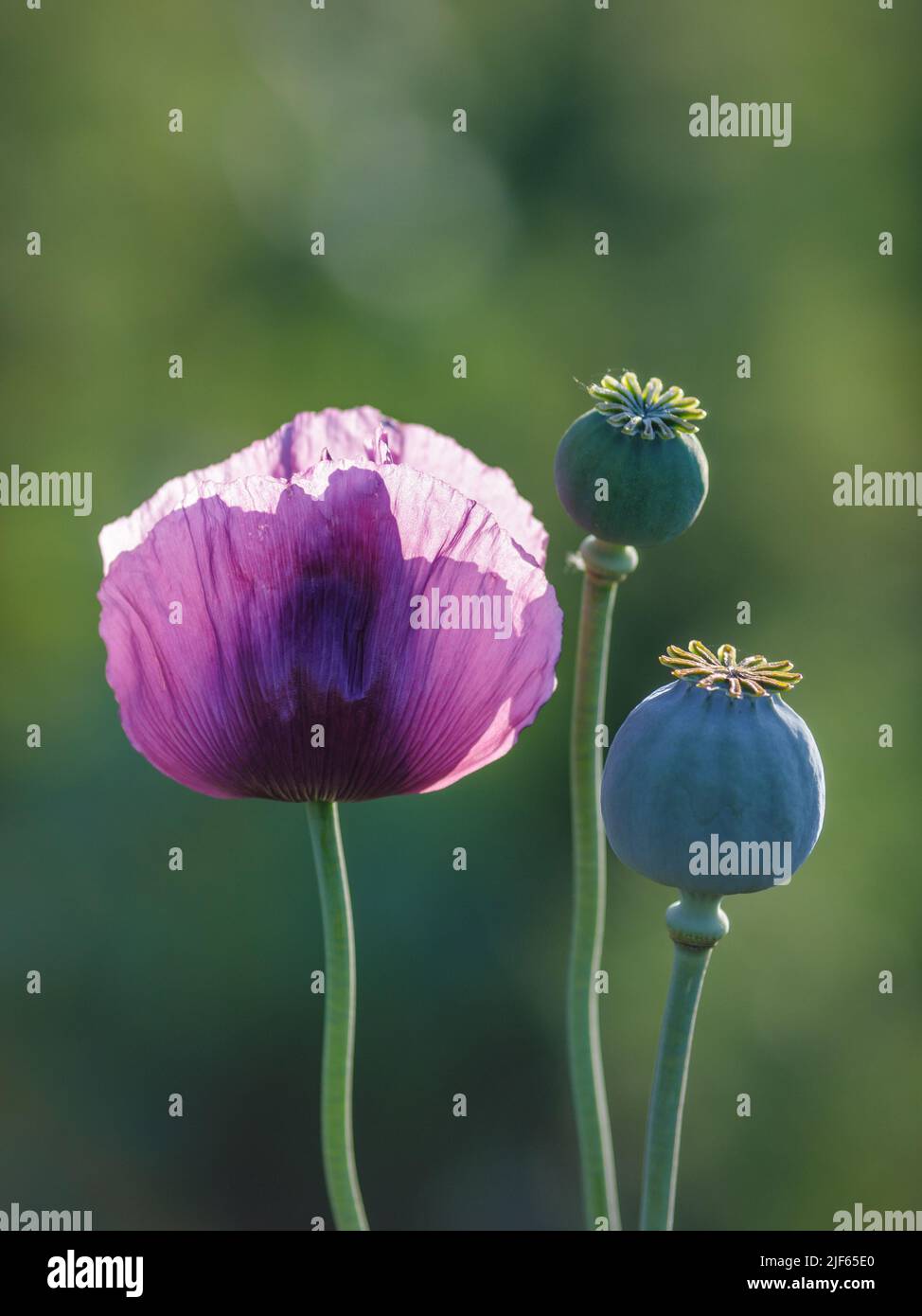 Blühende, violette Mohnblumen im Hintergrund mit unscharfem Feld. Stockfoto