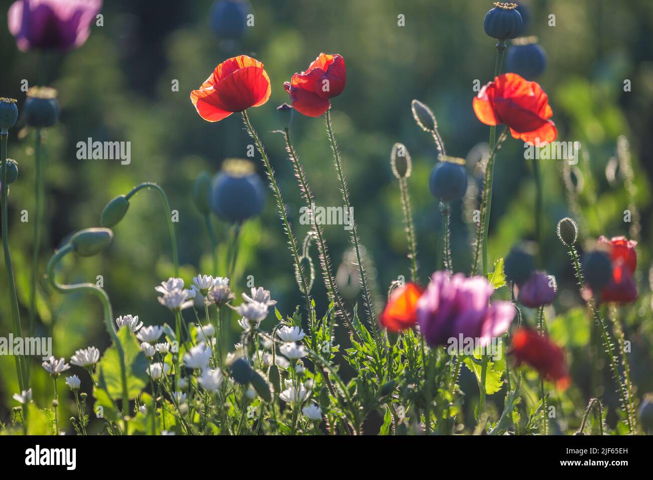 Blühende Mohnblumen im Hintergrund mit unscharfem Feld. Stockfoto