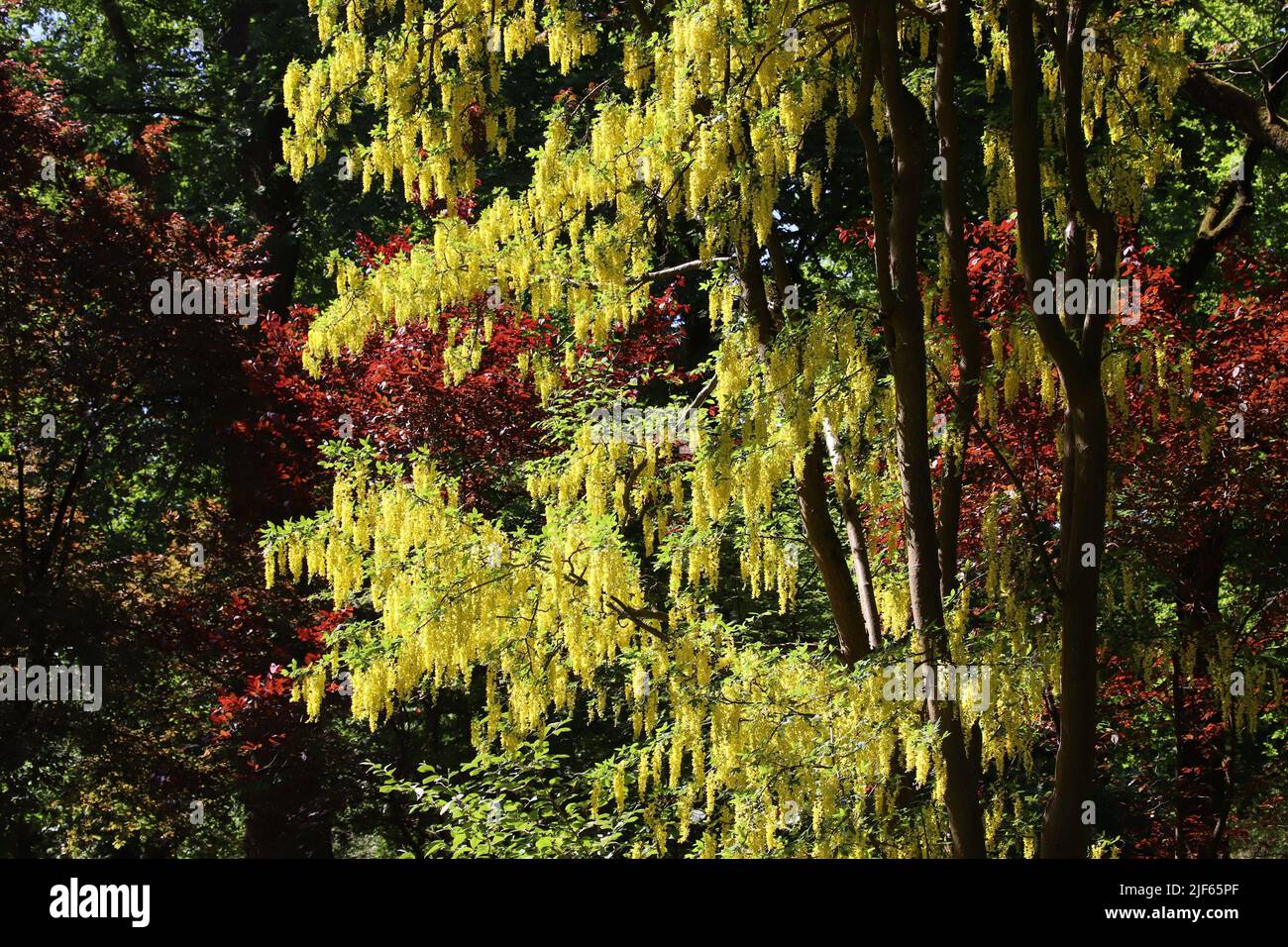 Golden Chain Tree - Laburnum. Baumarten in Europa. Laburnum blühen im späten Frühjahr in Deutschland. Stockfoto