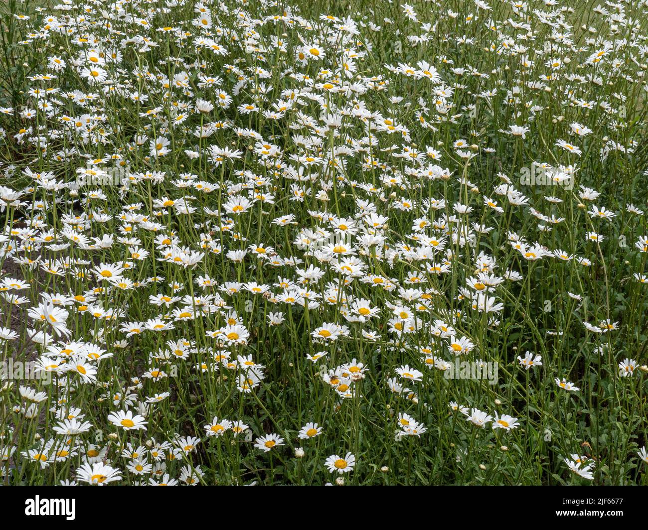 Ein großes Gebiet der beliebten weißen und gelben Ochsenauge Leucanthemum vulgare am Rande eines Wildnisgebietes Stockfoto