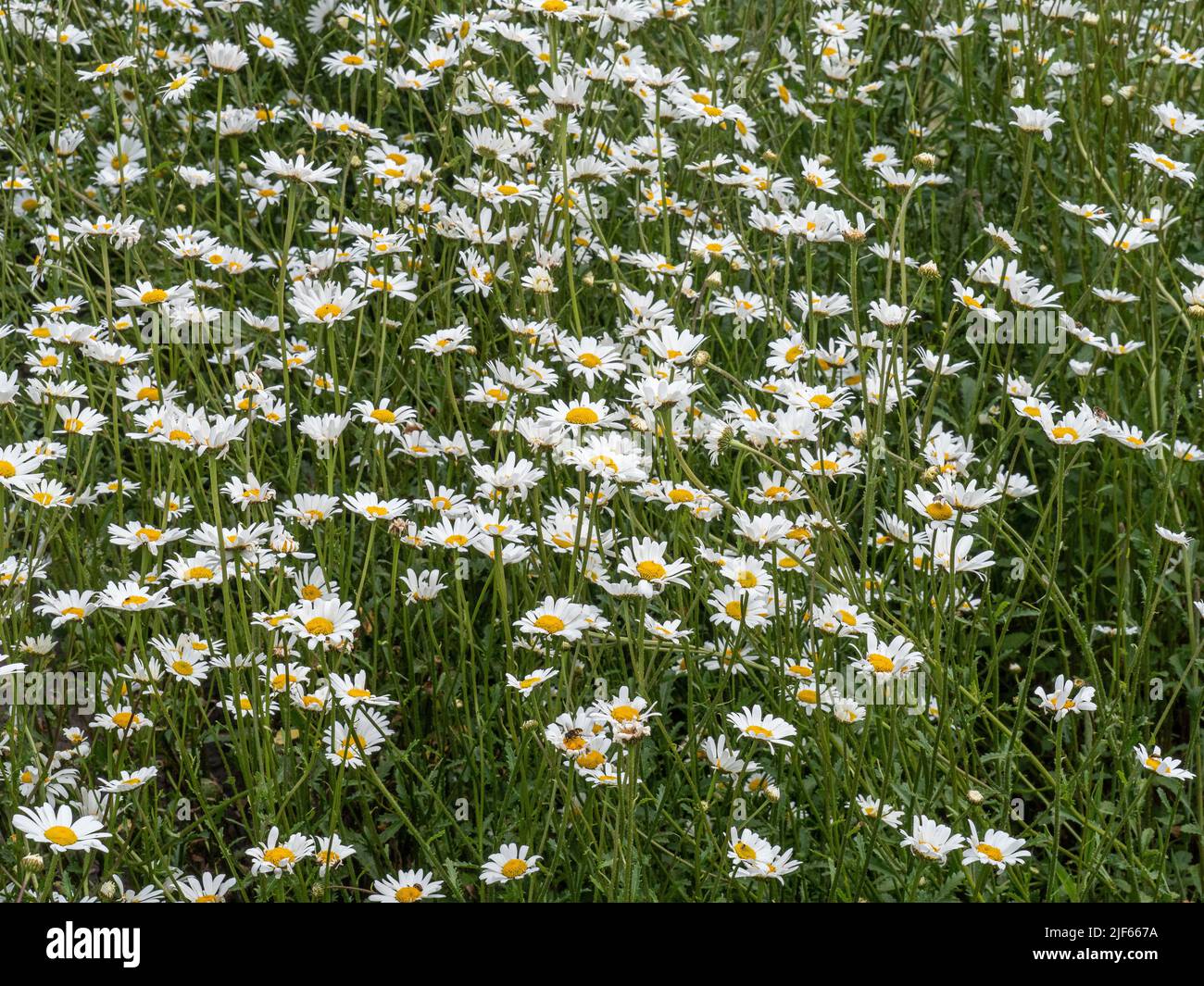 Ein großes Gebiet der beliebten weißen und gelben Ochsenauge Leucanthemum vulgare am Rande eines Wildnisgebietes Stockfoto