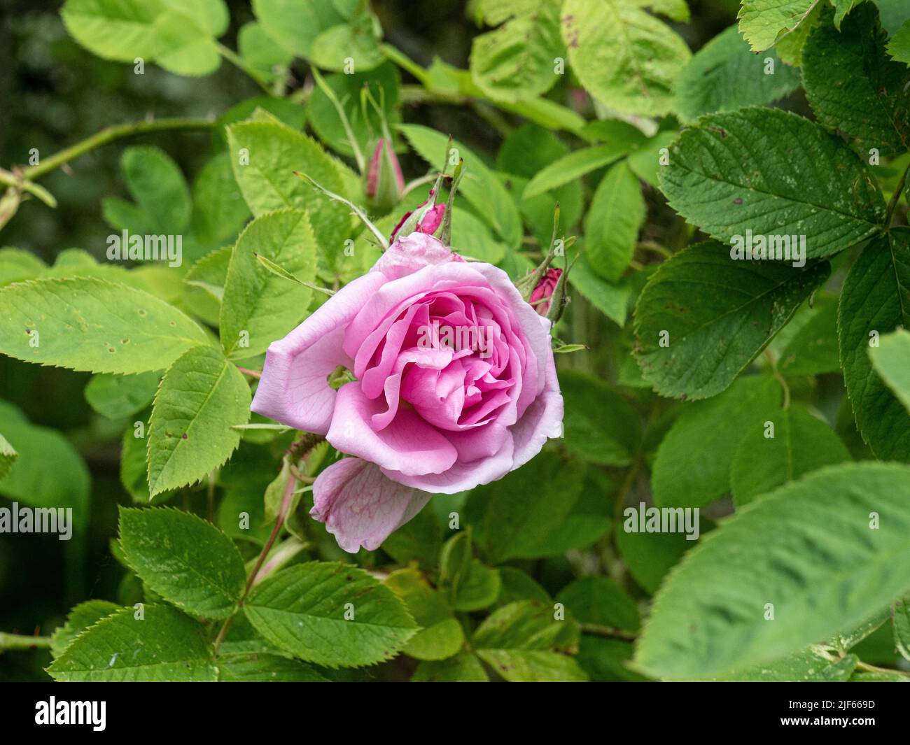 Eine Nahaufnahme der rosa Blume der Rosa damascena 'Quatro Saissons' gegen das leuchtend grüne Laub. Stockfoto