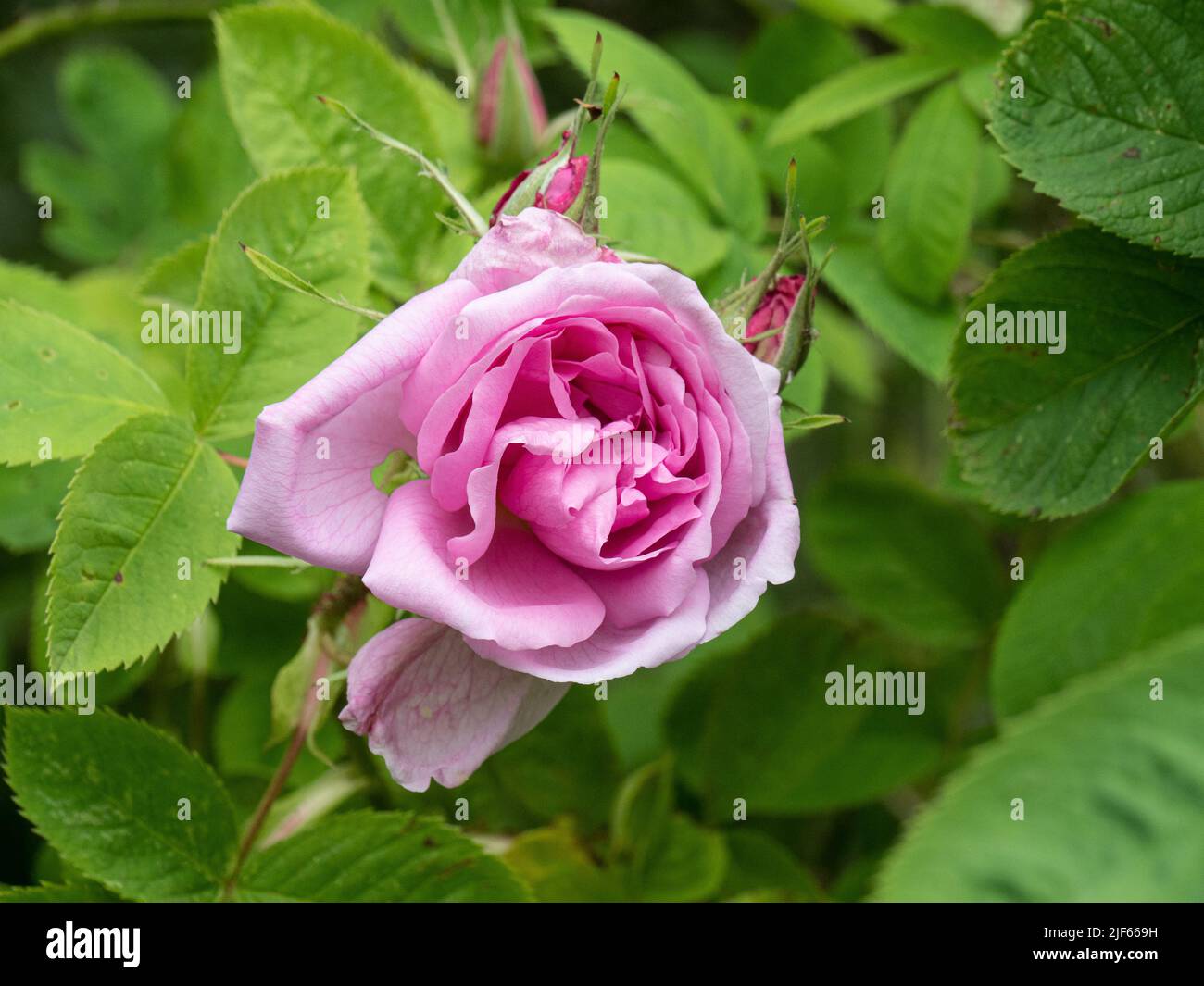 Eine Nahaufnahme der rosa Blume der Rosa damascena 'Quatro Saissons' gegen das leuchtend grüne Laub. Stockfoto