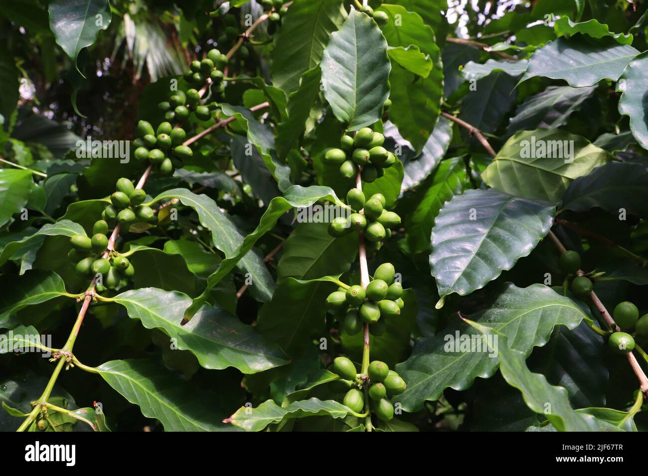 Grüne Kaffeebohnen. Kaffeefrucht auf Kaffeepflanze. Stockfoto