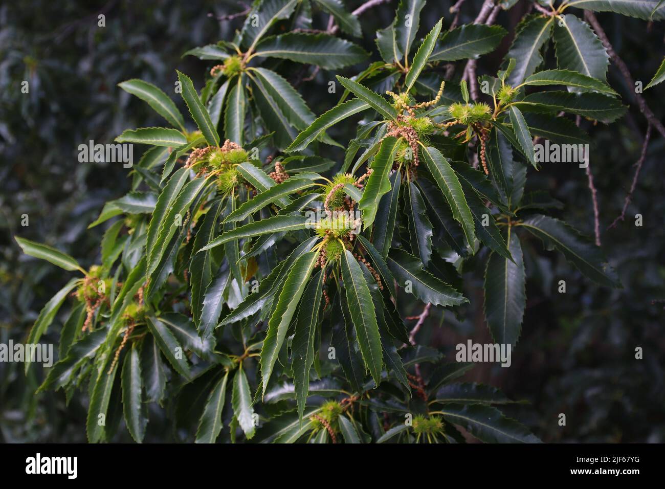 Die Kastanie (Castanea sativa) blüht in den Kew Botanic Gardens in London. Stockfoto