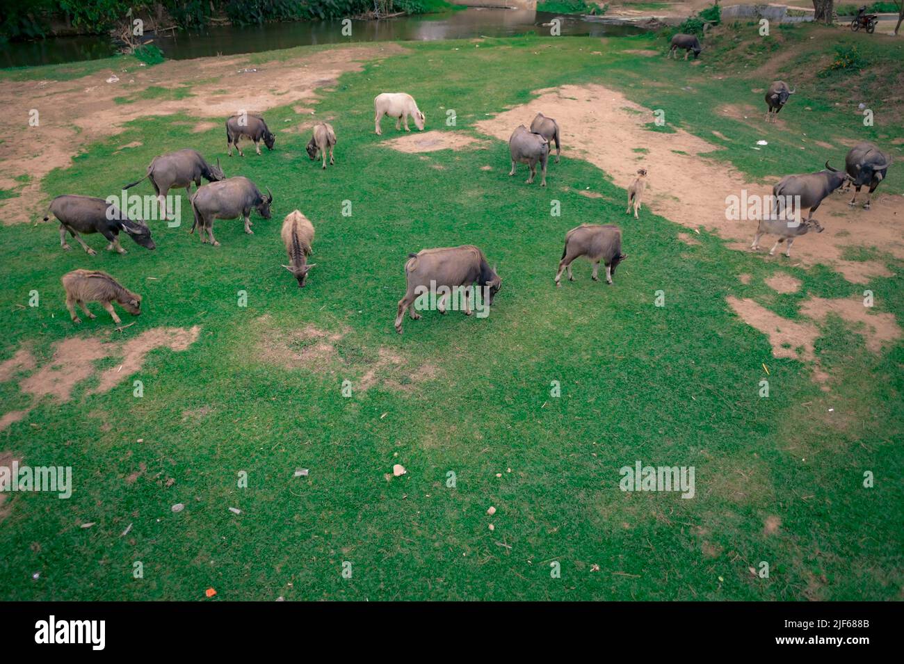 Thailändischer Büffel färbte sich in den grünen Grasfeldern. Draufsicht Stockfoto