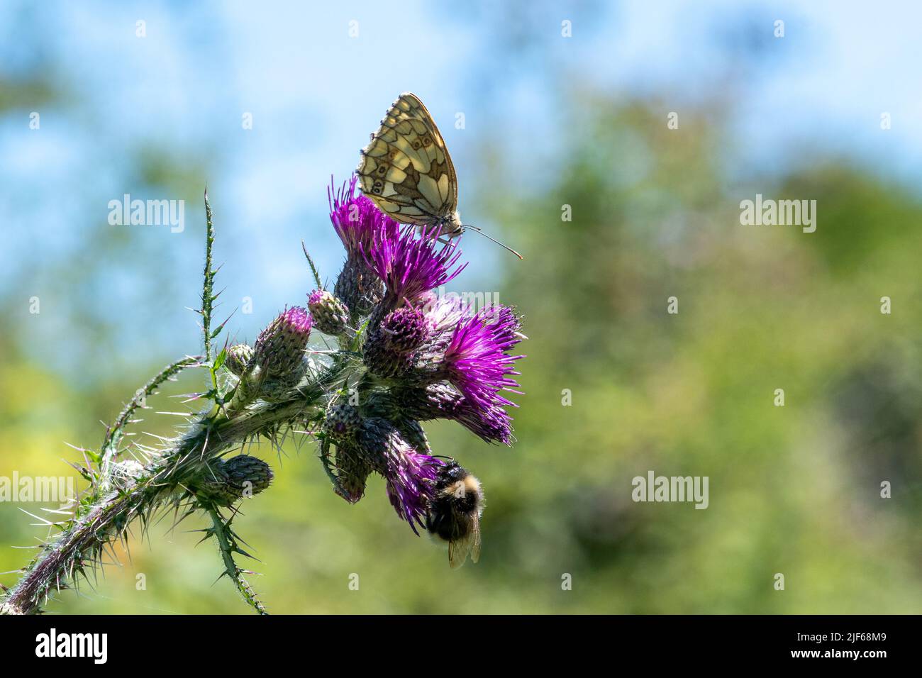 Biodiversitätskonzept: Marmorter weißer Schmetterling und Hummel auf einer purpurnen Distel im Sommer, England, Großbritannien. Insekten in Wildblumenwiese. Stockfoto