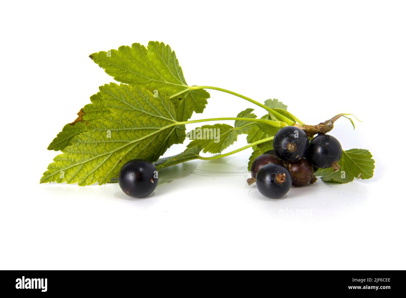 Schwarzer Johannisbeerzweig mit Beeren isoliert auf weiß. Stockfoto