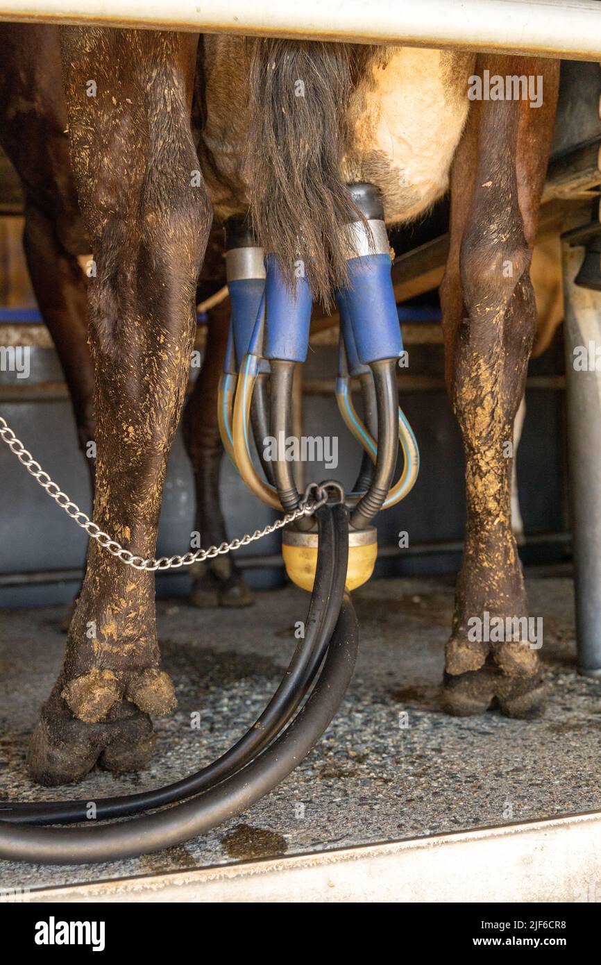 Das Melkzeug einer automatischen Melkmaschine, das am Euter einer Milchkuh befestigt ist Stockfoto