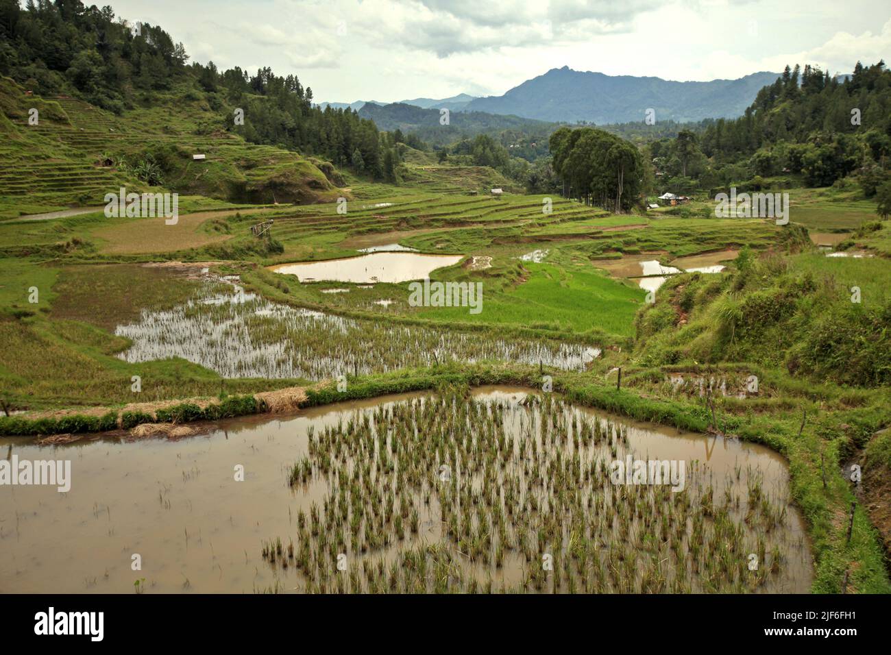 Reisfelder in Batutumonga, Lempo, Nord-Toraja, Süd-Sulawesi, Indonesien. Höhere Temperaturen, die durch die globale Erwärmung verursacht werden, dürften die Reiserträge in Indonesien verringern. Veränderungen der El-Nino-Muster, die den Beginn und die Dauer der Regenzeit beeinflussen, bringen auch die landwirtschaftliche Produktion in einen anfälligen Status. Die Entwicklung neuer oder verbesserter lokaler Reissorten, die widerstandsfähiger sind – wie jüngste Studien in anderen Ländern – könnte einer der Schlüssel zur Abschwächung sein. Stockfoto