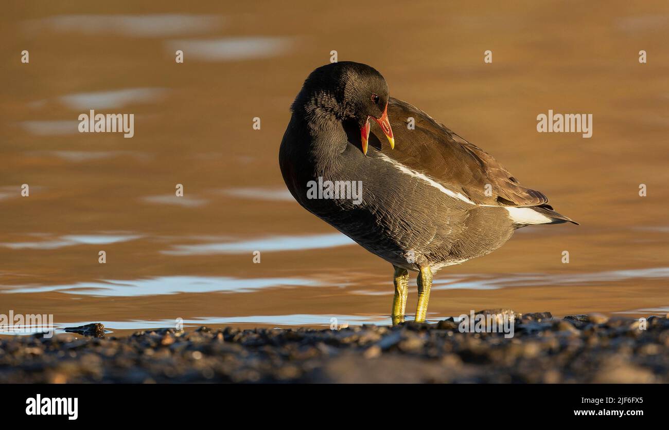 Gemeinsame Sumpfhuhn oder Europäischen Sumpfhuhn, Gallinula chloropus, Erwachsene am Teich Stockfoto