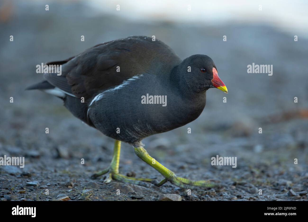 Gemeinsame Sumpfhuhn oder Europäischen Sumpfhuhn, Gallinula chloropus, Erwachsene am Teich Stockfoto