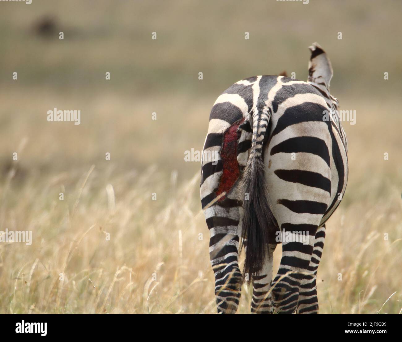 Zebra überlebt nach einem Löwenangriff Stockfoto