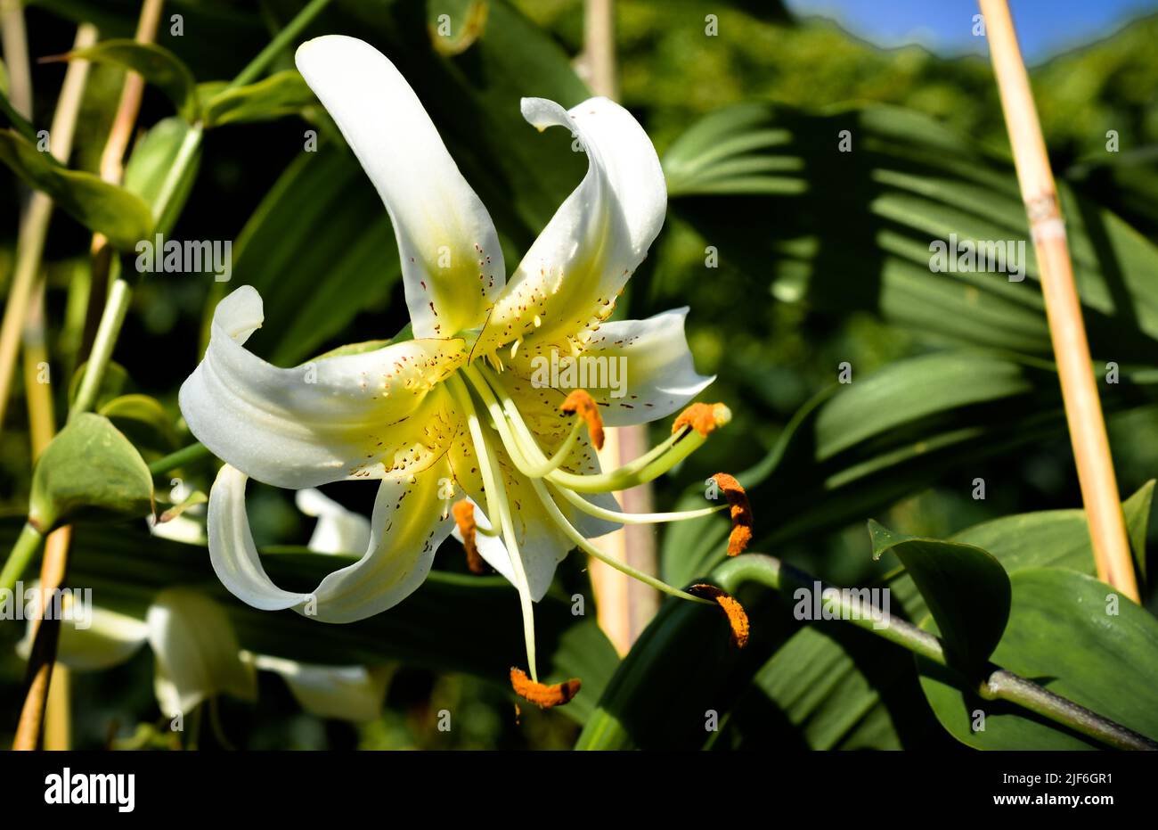 lys jaune et Blanc Lady Alice (jardin du ruisseau de l'église 2022) Stockfoto