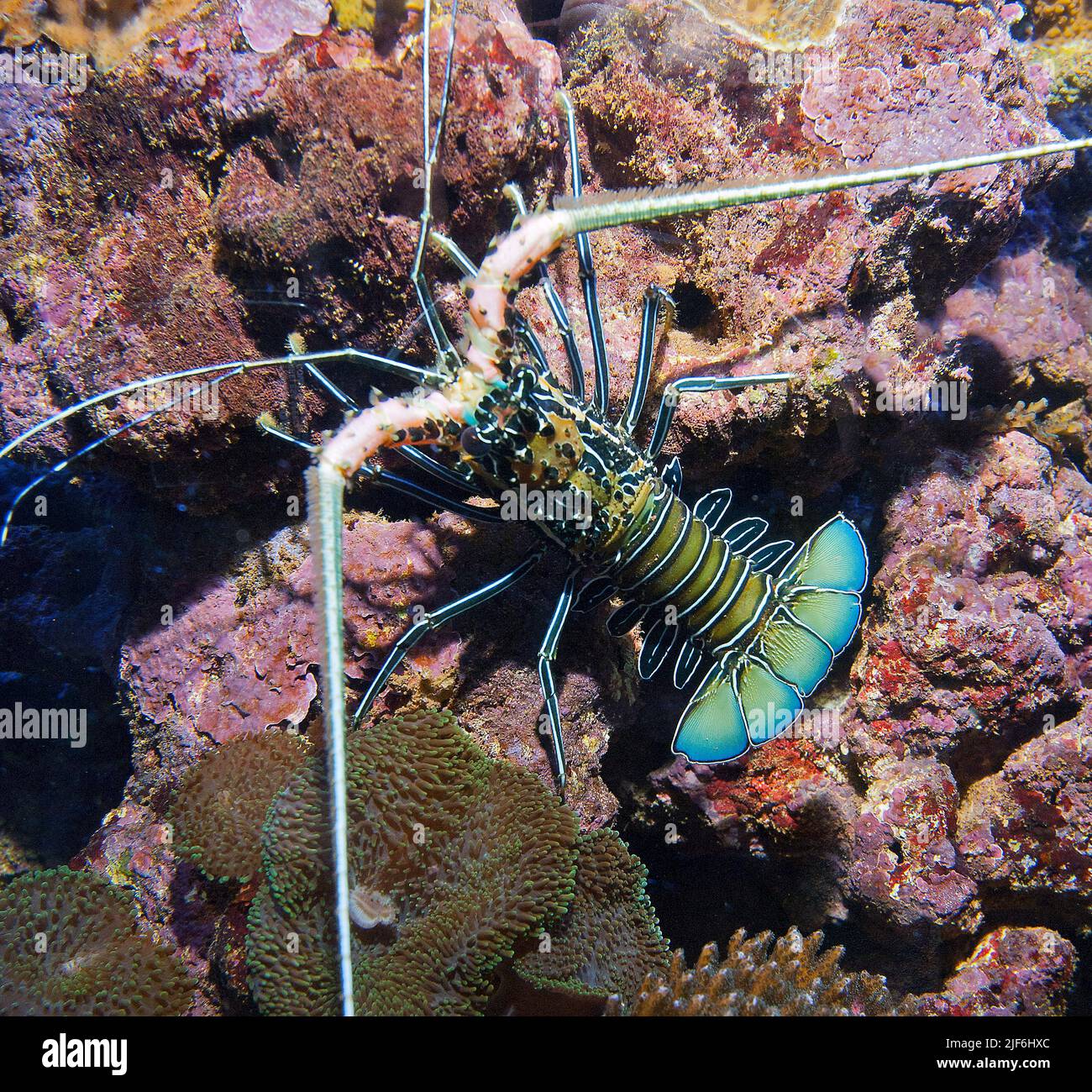 Blauer stacheliger Hummer (Panulirus versicolor). Stockfoto