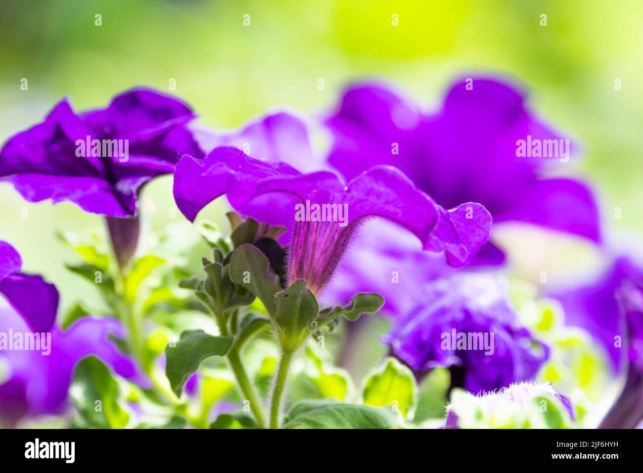 Gartenblumen, Petunia, Hamburg, Deutschland Stockfoto