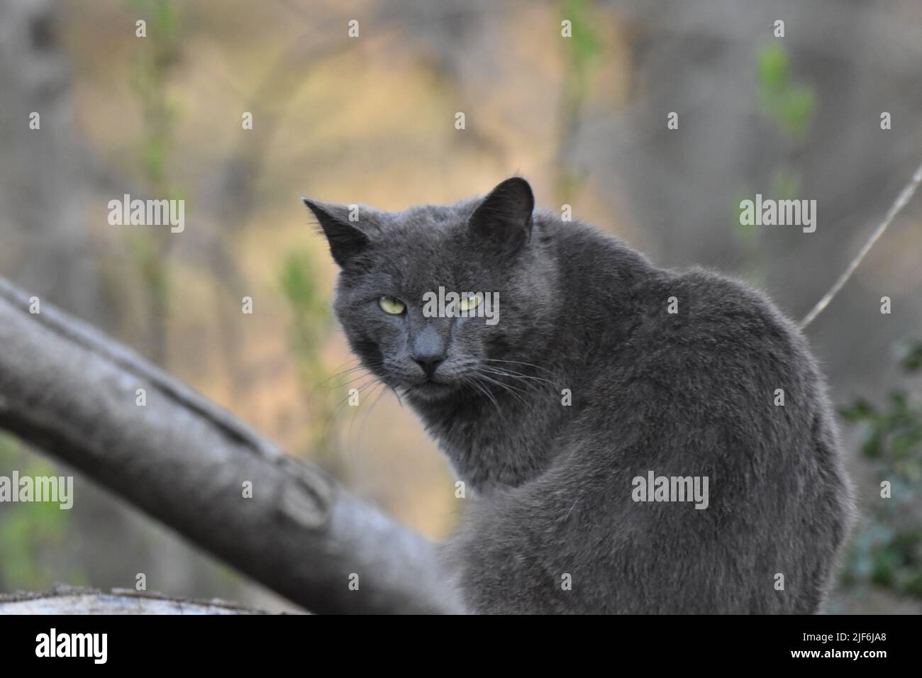 Eine Nahaufnahme der dunkelgrauen Katze, die auf die Kamera schaut. Stockfoto