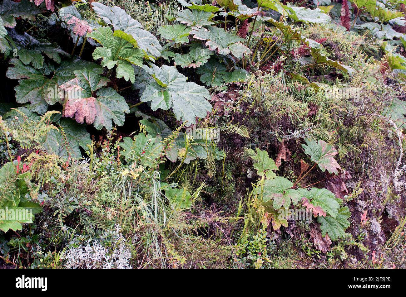 Sehr reiche und vielfältige Vegetation im Nebelwald des Yanacocha Reservats, Ecuador. Die Höhe beträgt etwa 3500 Meter. Stockfoto