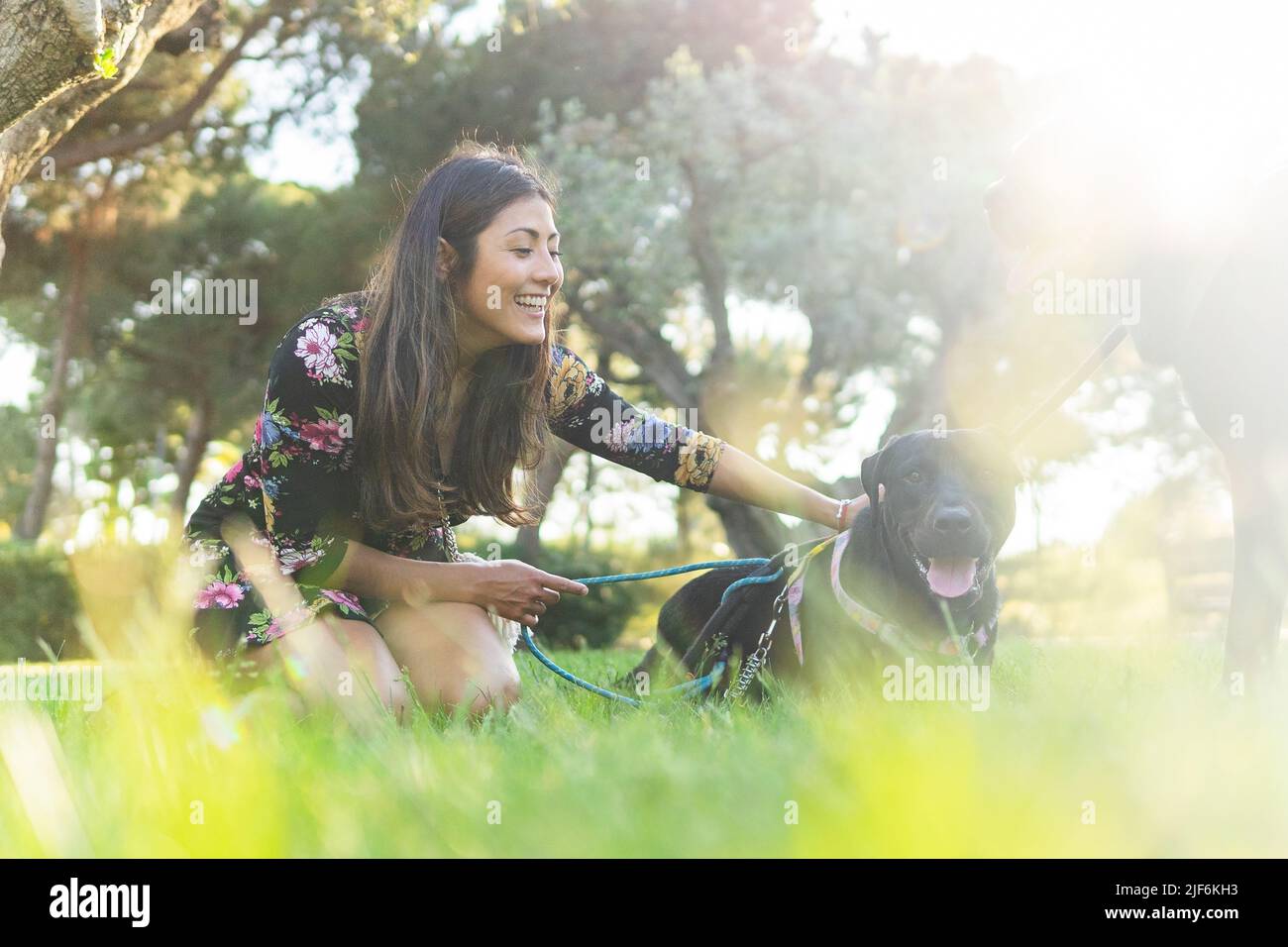 Aufgeregte Besitzerin lachend, während sie sich auf dem Rasen ausruhte und mit schwarzen Labrador Retriever Hunden am sonnigen Sommertag im Park spielte Stockfoto