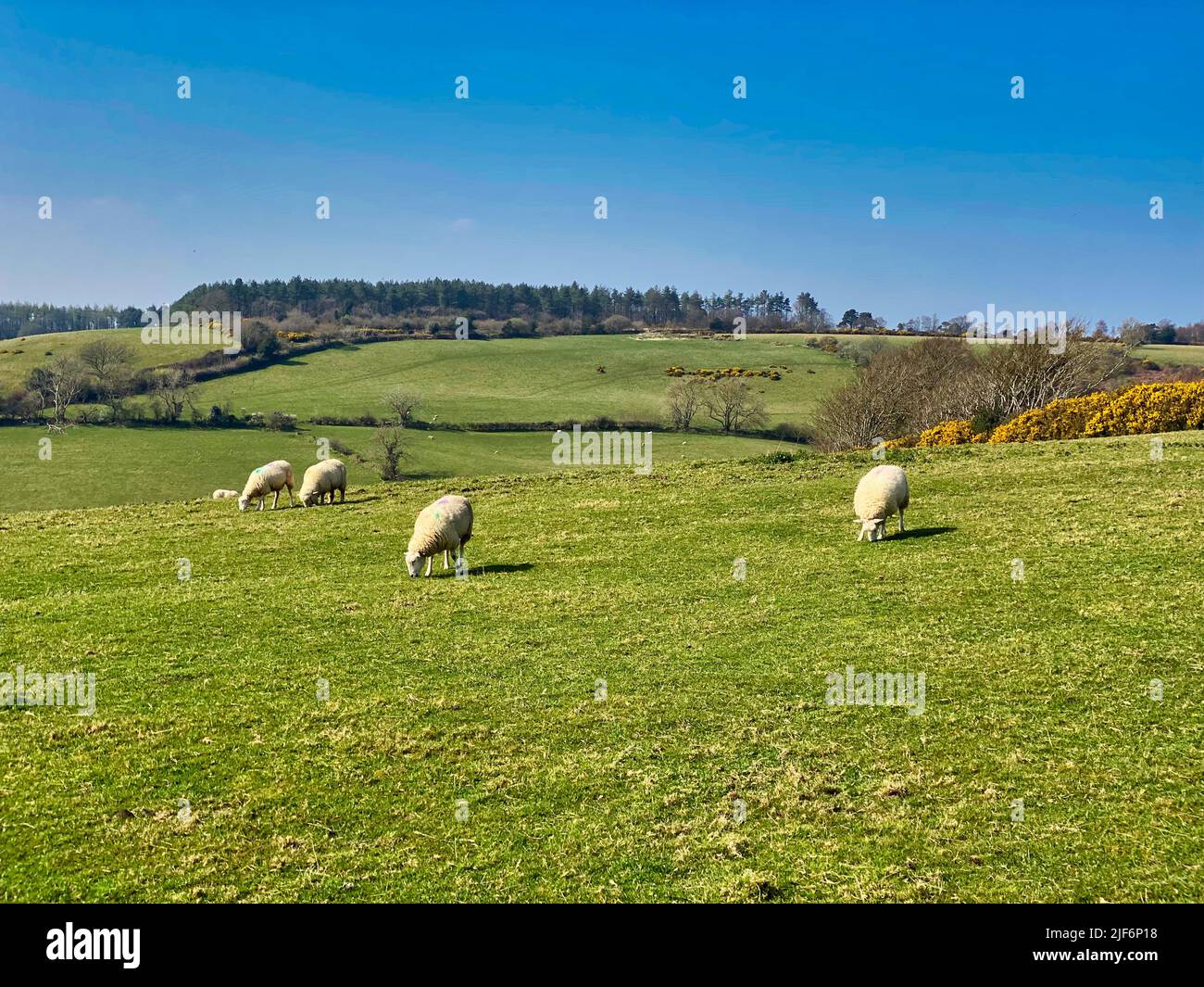 Englische Schafe im Feld Stockfoto