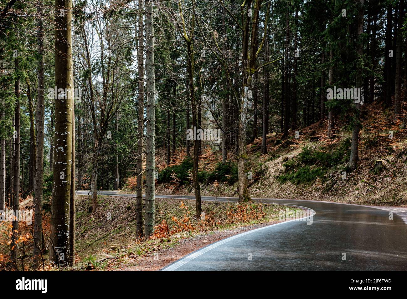 Malerische Bergstraße nach Regen durch Herbstwald. Leere Asphaltstraße mit Waldhügeln. Straßenlandschaft Stockfoto