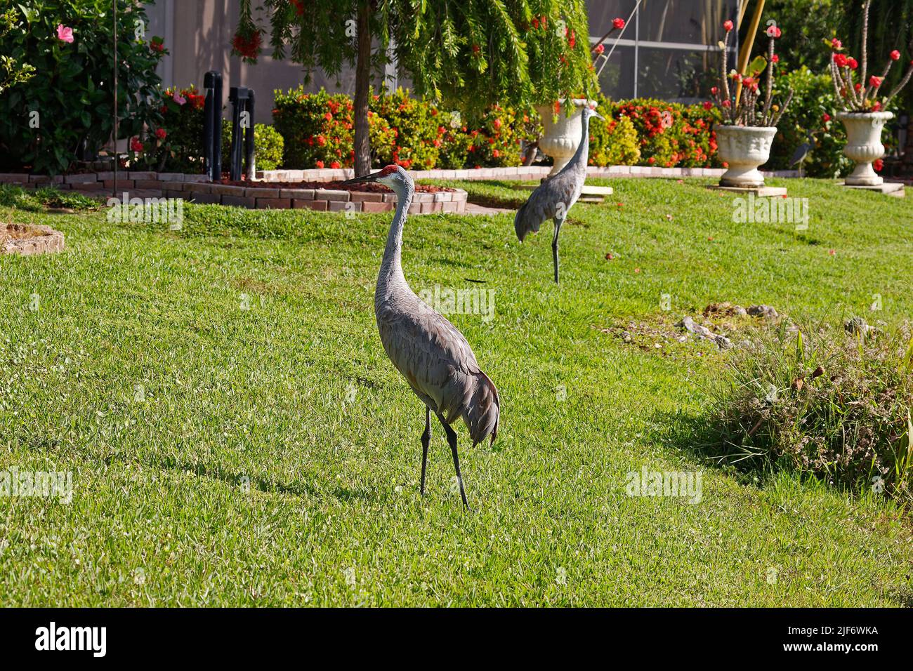 Sandhügelkrane, grünes Gras, Hinterhofszene, Topfpflanzen, Sträucher, Haus, hohe Vögel, elegant, Grus canadensis; Tierwelt, Animal, Florida, Venedig, F Stockfoto