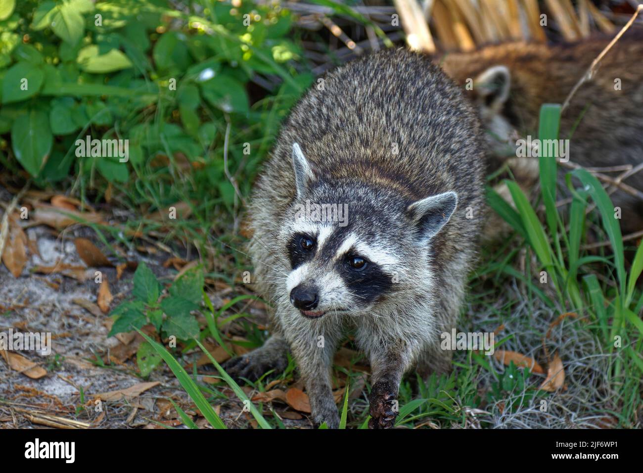 Gemeiner Waschbär, Nahaufnahme, Tierwelt, Tier, Procyon lotor, Small Säugetier, Natur, Circle B Bar Reserve, Florida, Lakeland, FL, Frühling Stockfoto