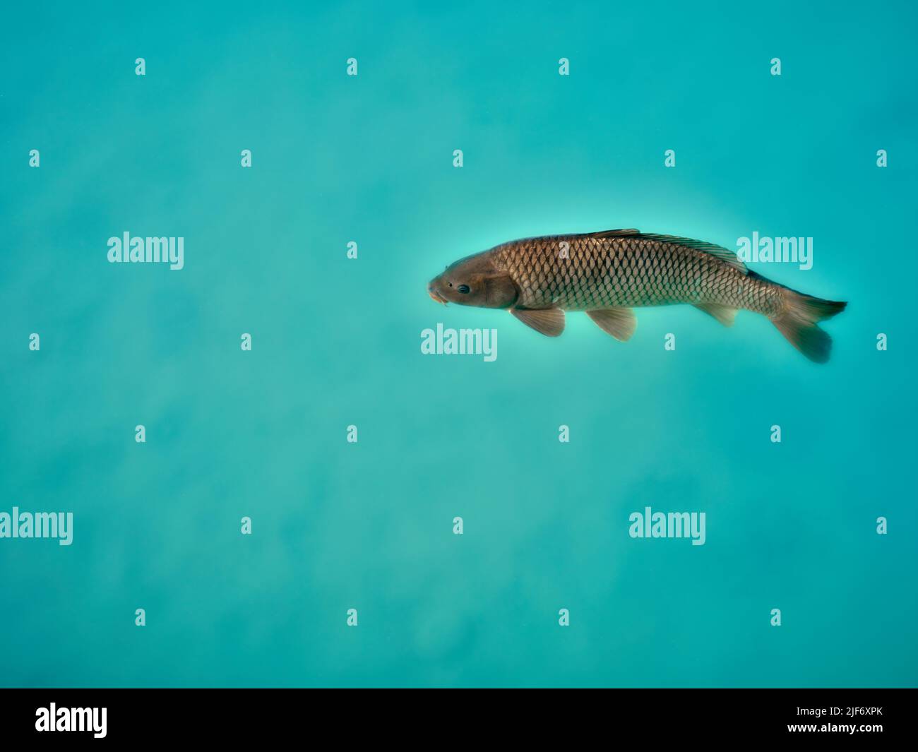 Einzelfisch schwimmt in klarem türkisfarbenem Wasser, von oben gesehen vor einem ruhigen, minimalen aquatischen Hintergrund Stockfoto
