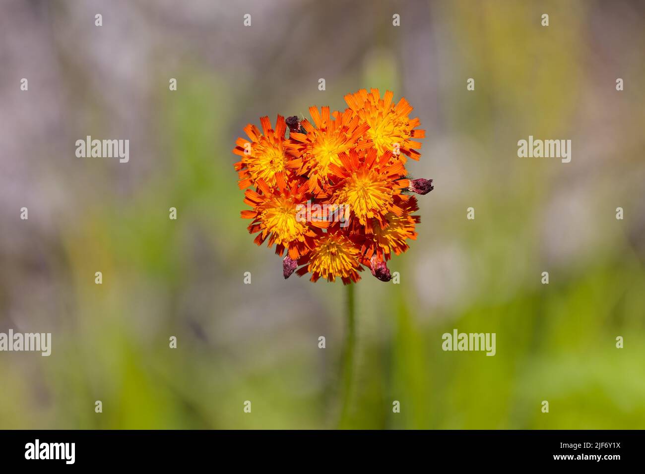 Eine Nahaufnahme von Pilosella aurantiaca, Fuchs-und-Junge, orange Falkenbissen. Stockfoto