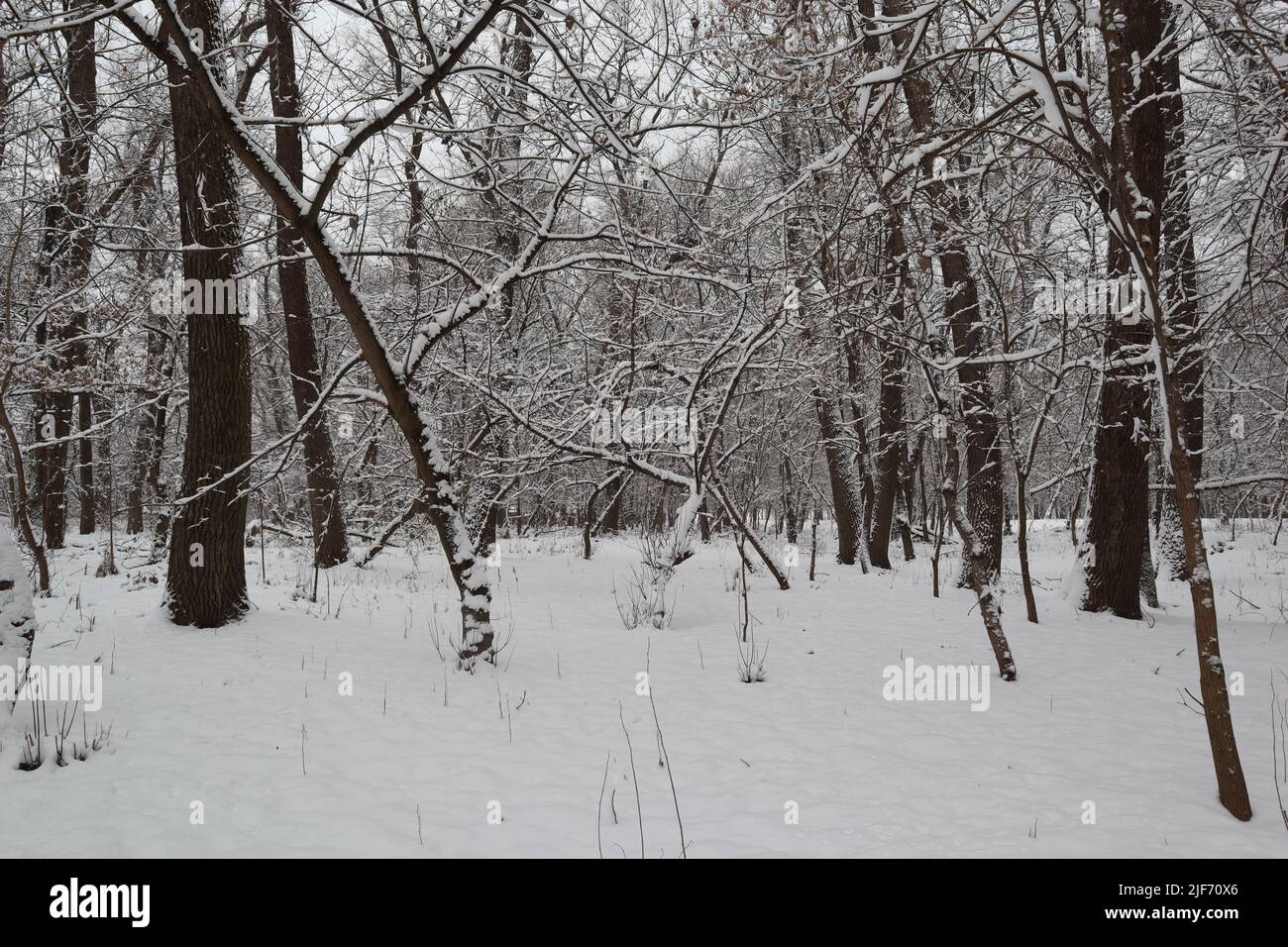 Viel Schnee im Winterwald Stockfoto