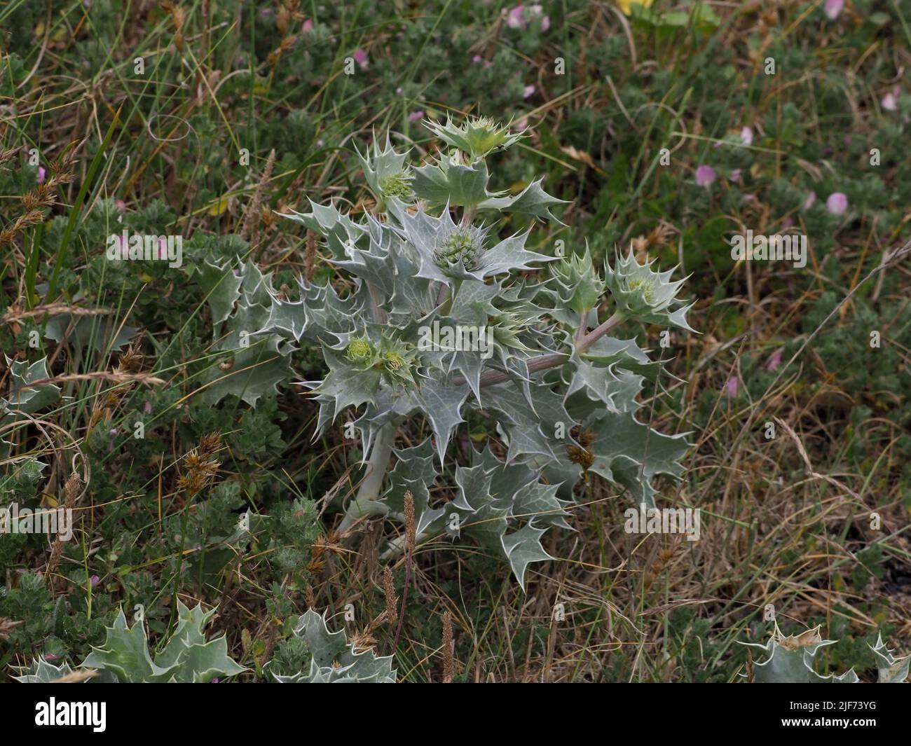 Meer-Holly Stockfoto