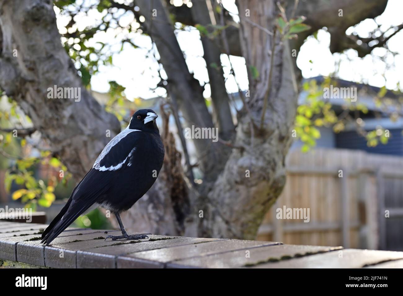 Seitenansicht einer weiblichen australischen Elster, Cracticus tibicen, die auf einem Bein auf einem Ziegelzaun steht, wobei der Kopf des Vogels nach rechts gedreht ist Stockfoto