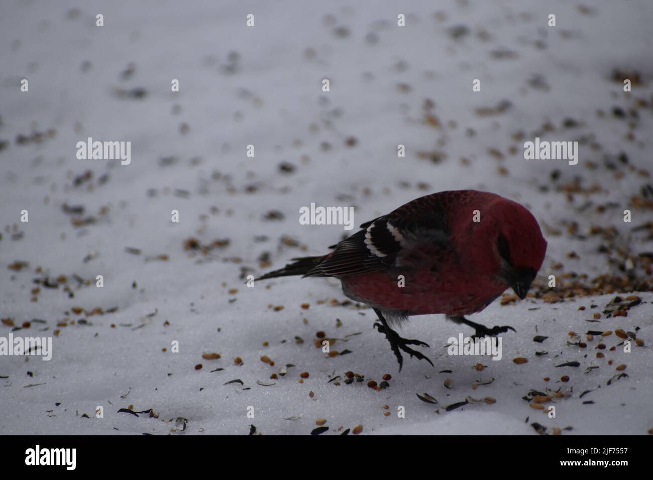 Ein harter Fichtenschnabel im Winter, Sainte-Apolline, Quebec, Kanada Stockfoto