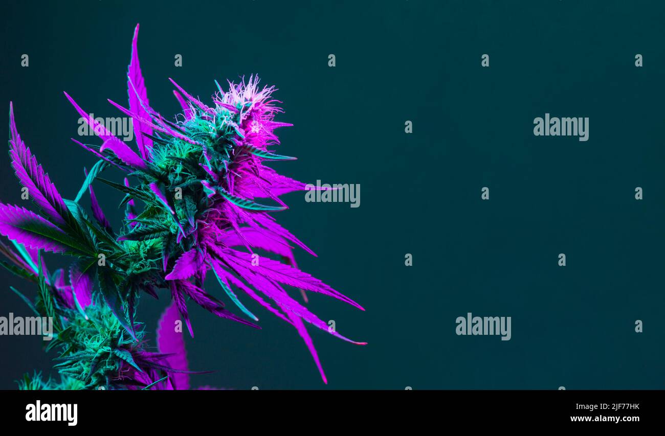Lila blühende Cannabisknospe. Banner mit medizinischer Marihuanapflanze und leerem Platz für Text. Cannabis mit violetten Blättern auf dunkelgrünem Hintergrund Stockfoto