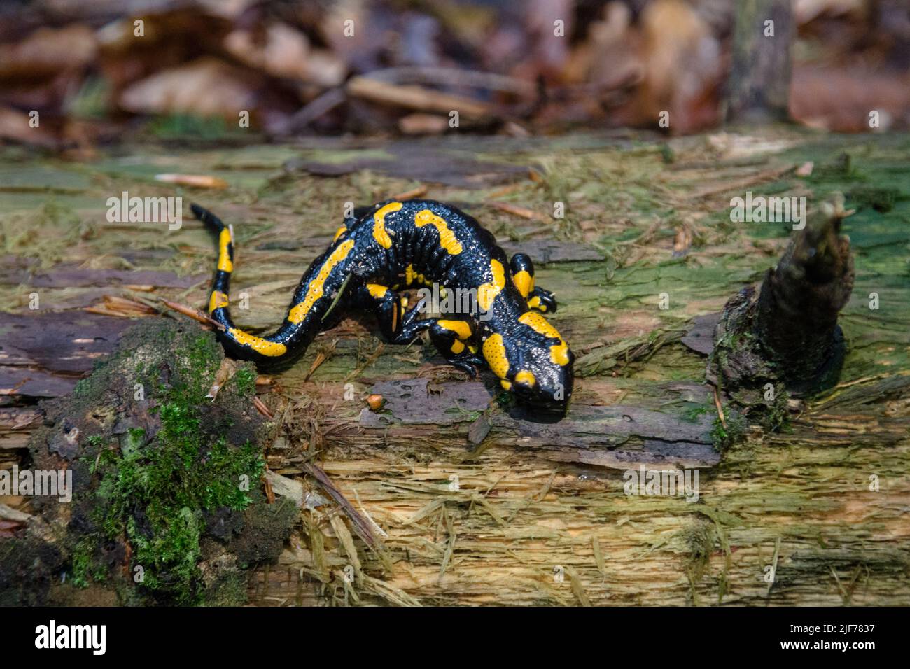 Feuersalamander (salamandra) mit gelben Flecken auf dem Holzstock in den Wäldern in den Bergen Stockfoto