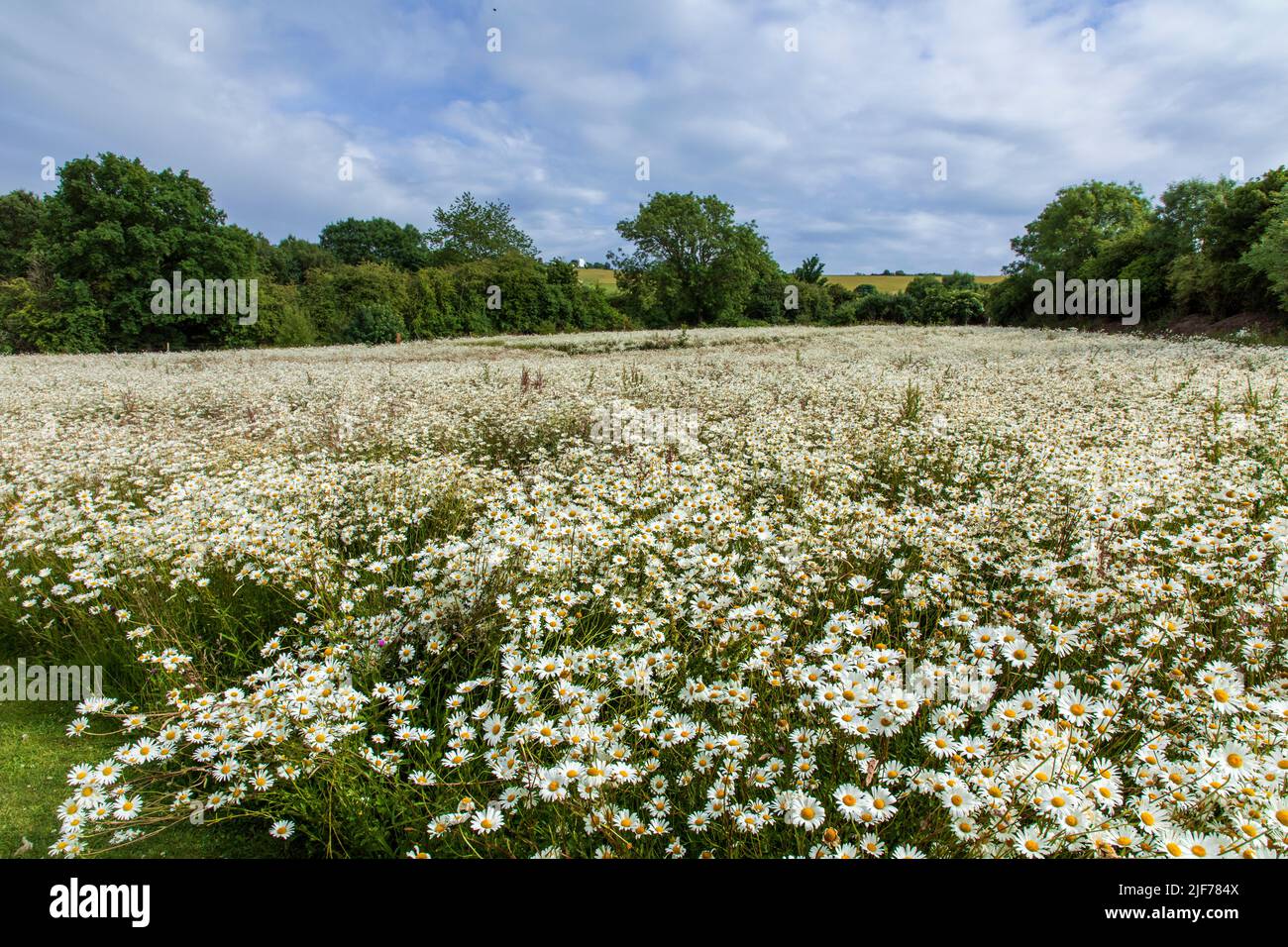 Wiese mit riesigen Daisen in Clayton Wood natürlichen Begräbnisplatz West Sussex Südostengland Großbritannien Stockfoto