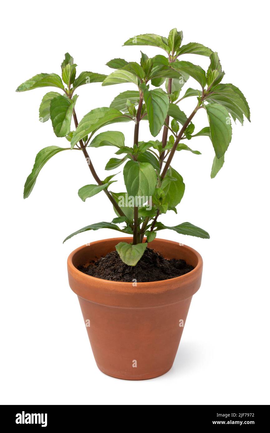 Basilikum Minzblätter, lateinischer Name Mentha x piperita f..citrata Basilikumpflanze isoliert auf weißem Hintergrund Stockfoto