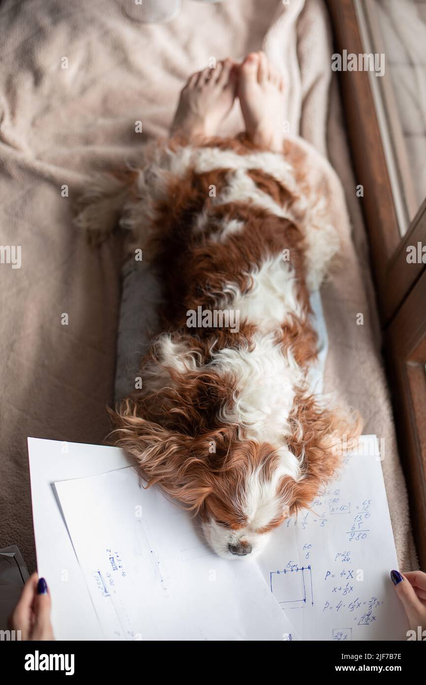 Draufsicht auf den niedlichen Hund Cavalier King Charles Spaniel, der auf den Beinen der Frau liegt und Schnauze auf Papier mit Notizen legt. Vertikal. Stockfoto