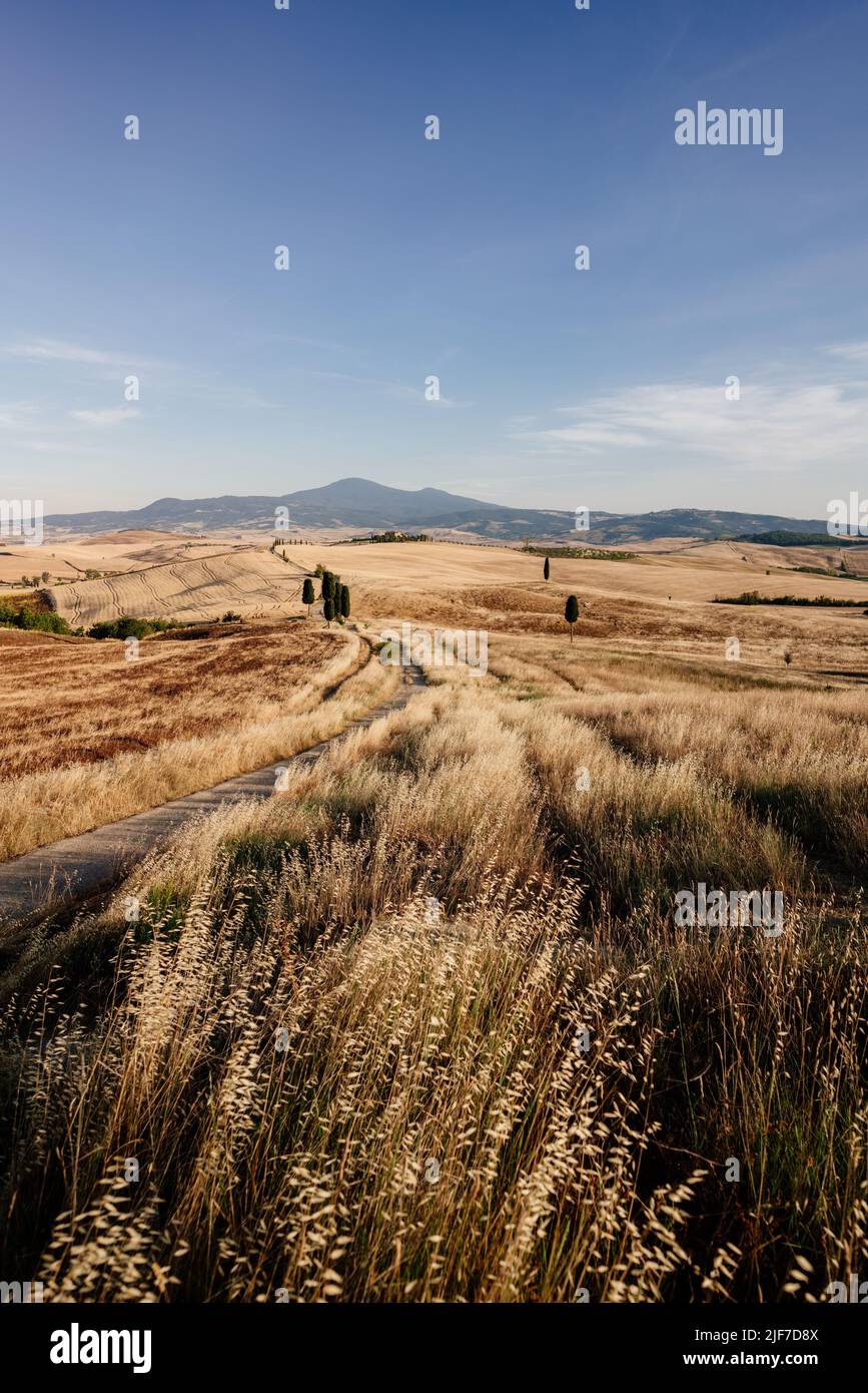 Toskana, Sommerlandschaft, goldene Felder. Italien Stockfoto