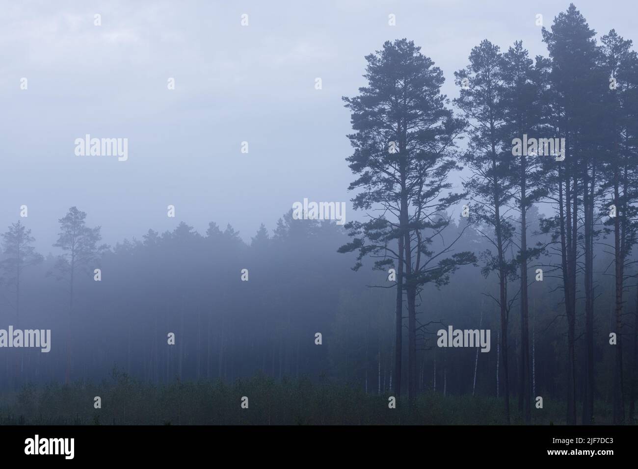 Mystery Kiefernwald bedeckt mit Nebel, Morgenlandschaft Stockfoto