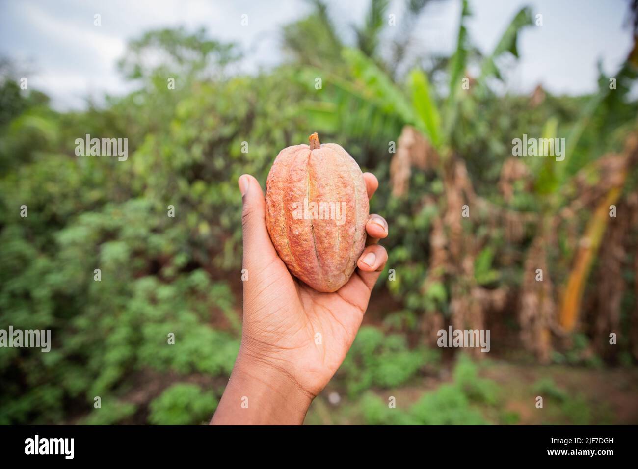 Frisch geerntete Kakaoschote auf einer Plantage von Theobroma Cacao in Afrika Stockfoto