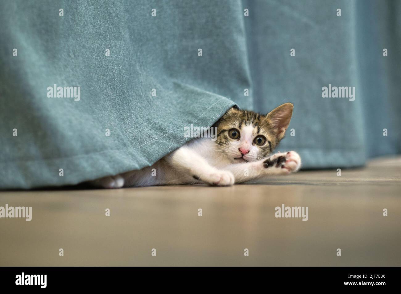 Kätzchen Katze spielt mit Vorhang Stockfoto